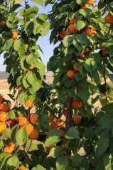 Karl LIQ Meruňkovice 48% 0,2l