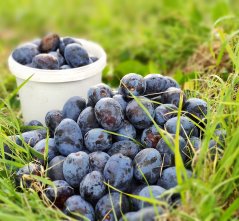 Karl LIQ Slivovice 50% 0,2l