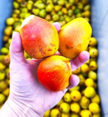 Karl LIQ Hruškovice 48% 0,5l