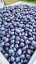 Karl LIQ Slivovice 50% 0,7l
